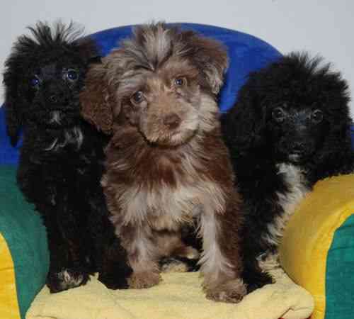 Aussiedoodle