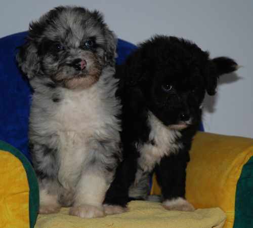 Aussiedoodle