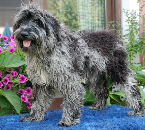 Aussiedoodle