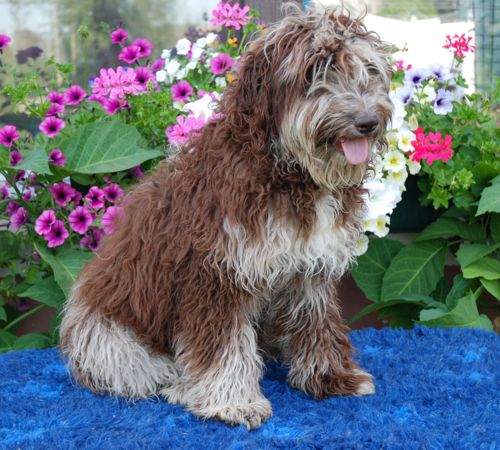 Aussiedoodle