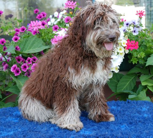 Aussiedoodle