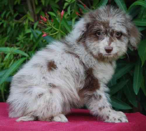 Aussiedoodle