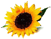 Sonnenblume